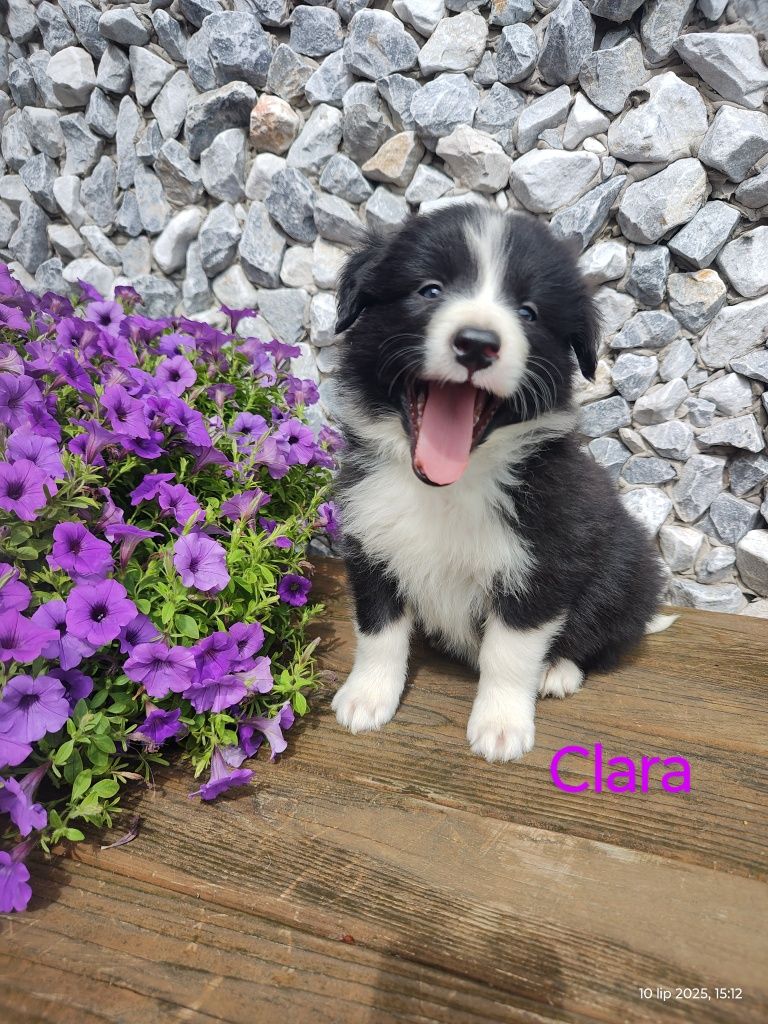 Border collie śliczna suczka, przebadani rodzice
