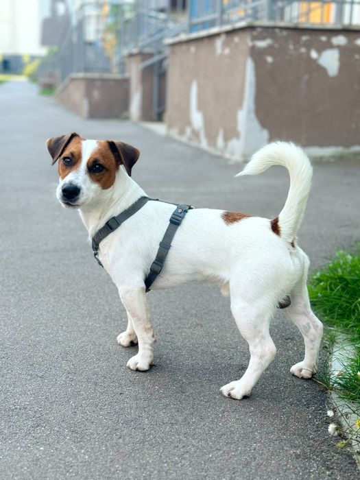 Джек Рассел для вʼязки Київ (кобель). Чистокровний. Родовід є