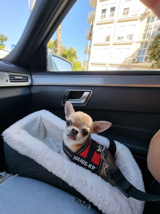 Chihuahua macho adulto tamanho mesmo miniatura  com pedigree