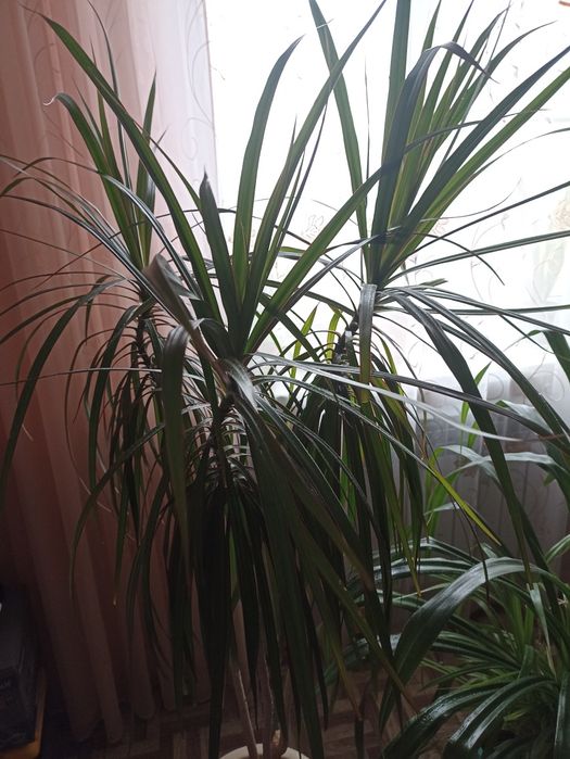 Драцена окаймленная узколистная.