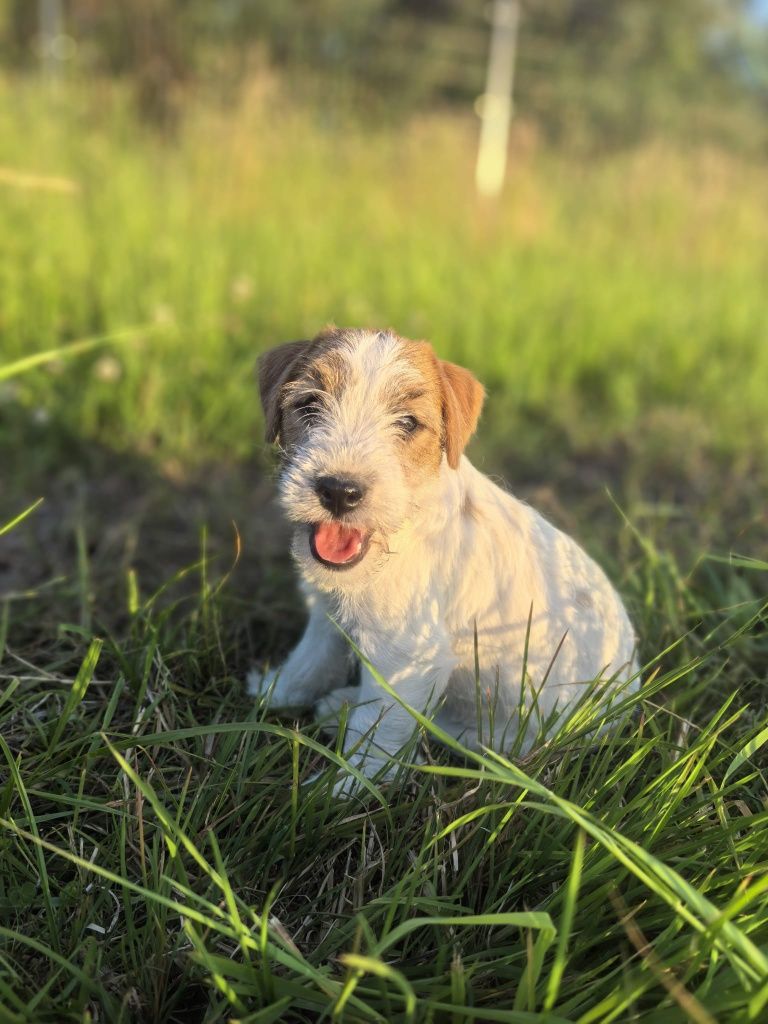 Jack Russell Terrier