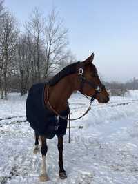 Sprzedam derkę osuszającą eskadrona S/125