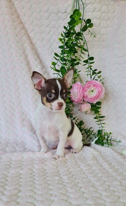 Excelente oportunidade menino mini Chihuahua / Chiuaua de Qualidade