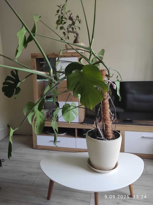 Монстера деликатесная