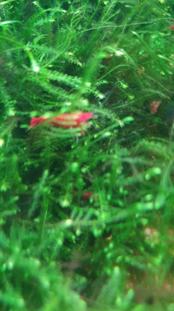Krewetka Sakura Super red Kraków (Swoszowice)