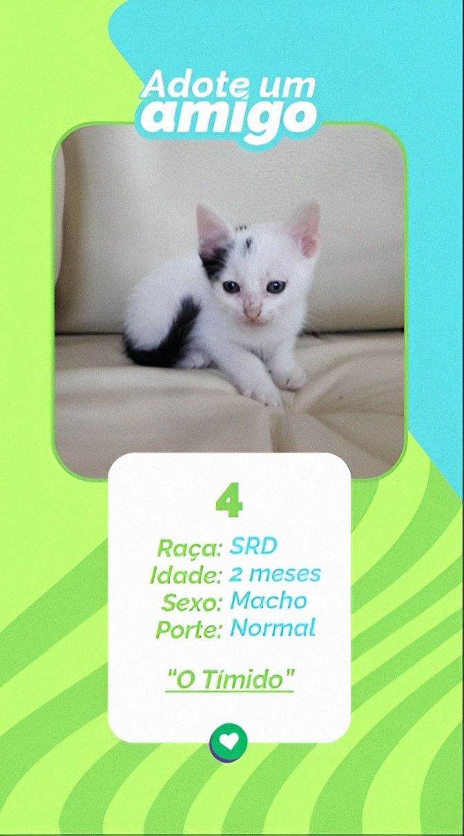 Gatinhos bebés para adoção responsável – 8 disponíveis