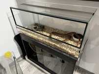 Wąż zbożowy z terrarium 120x60x40
