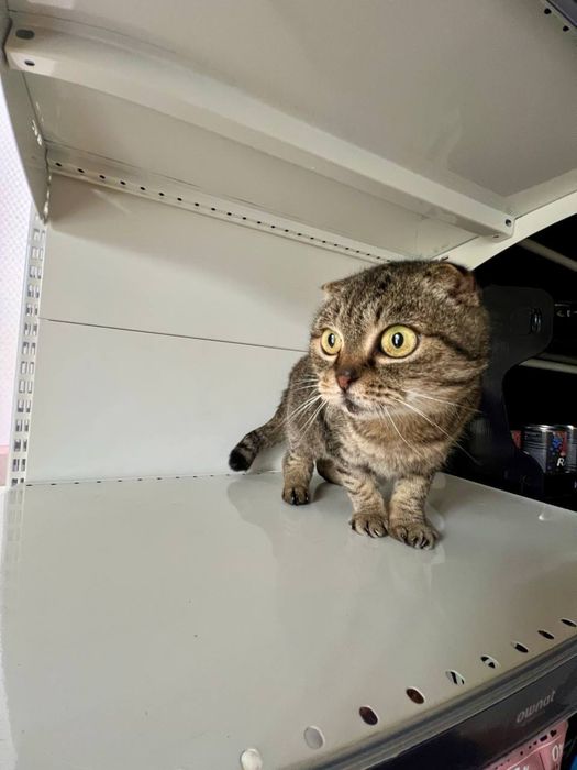 Котята в хорошие руки