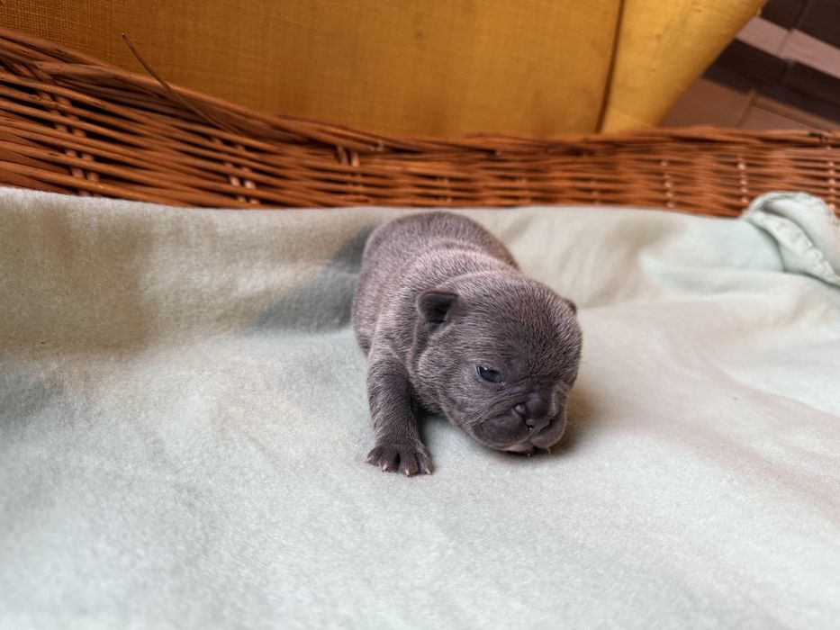 Buldog francuski (dziewczynki )  linia Big-Rope