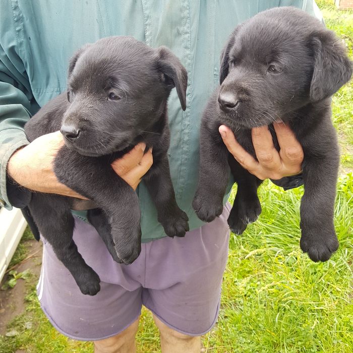 Продам лабрадорів чистокровних