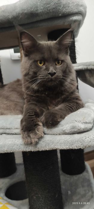 Niebieski Maine Coon rodowód FPL
