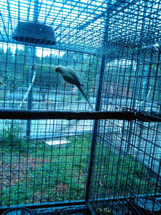 Vários Ring necks para cedencia