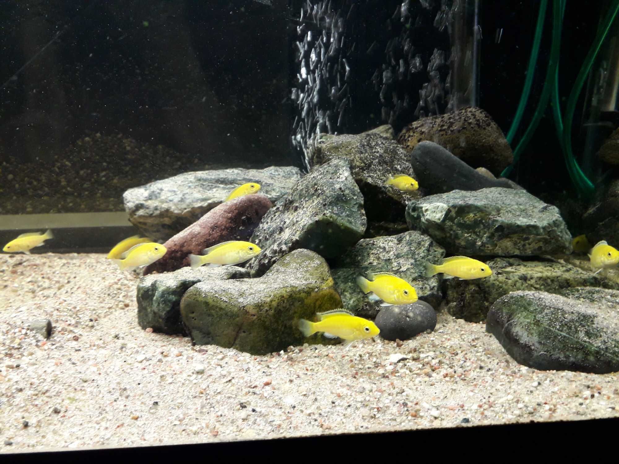Sprzedam Pyszczaki Malawi:Labidochromis caeruleus yellow kakusa