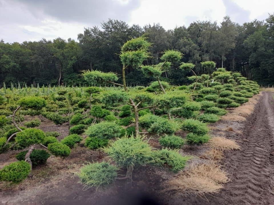 Bonsai-Niwaki formowane sosna cis jałowiec. Laurowiśnia jodła szmaragd