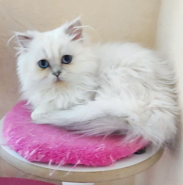 Мальчик шиншиллка поинт