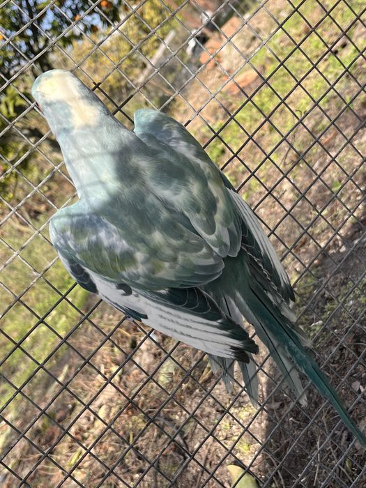 Ring Neck recessivo 2025