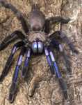 Chilobrachys electric blue samica