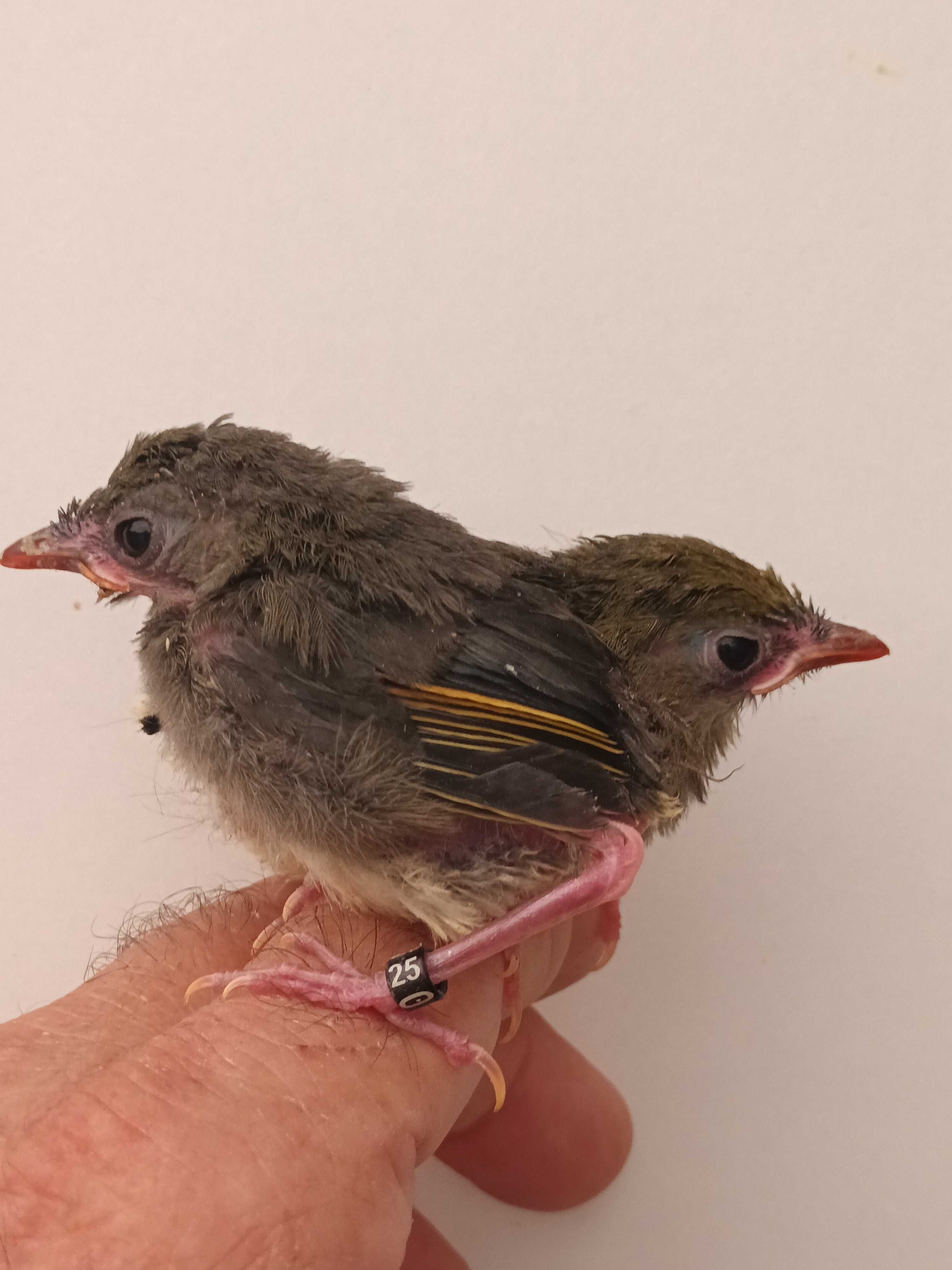 Casais de rouxinois do japão anilhados 2024/2025 outras aves