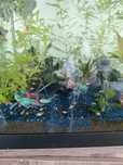 Ofereço Guppies e Platis  jovens