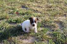 Luis piesek Jack Russell Terrier pochodzenie ZKWP FCI