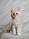 Kocurek Maine Coon gotowy do odbioru