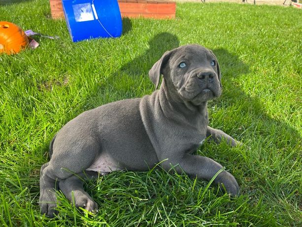 Cane Corso Italiano Pies