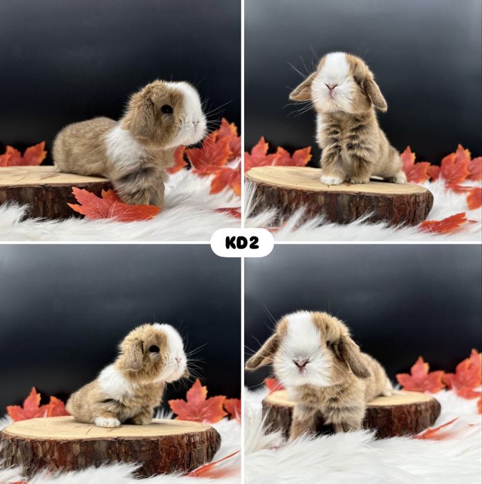 Kroliczek Mini Lop