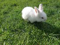 królik miniaturka lewek (Lionhead)