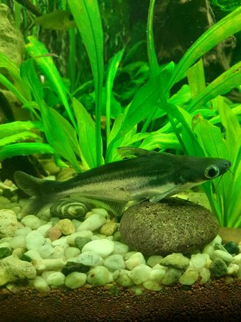 Аквариумная рыбка пангасиус