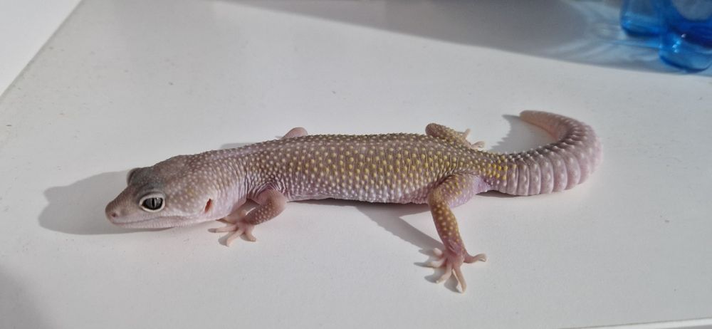 Gekon Lamparci samica