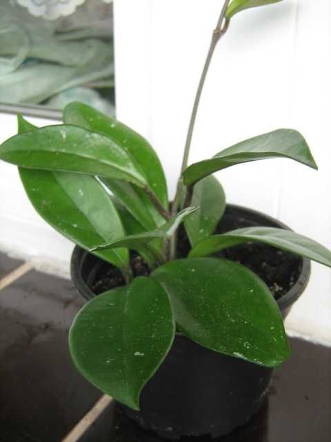 Hoya hoja carnosa woskownica