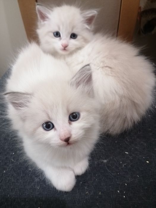 Kot syberyjski Neva Masquerade