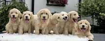 Goldendoodle Sunia hybryda ras