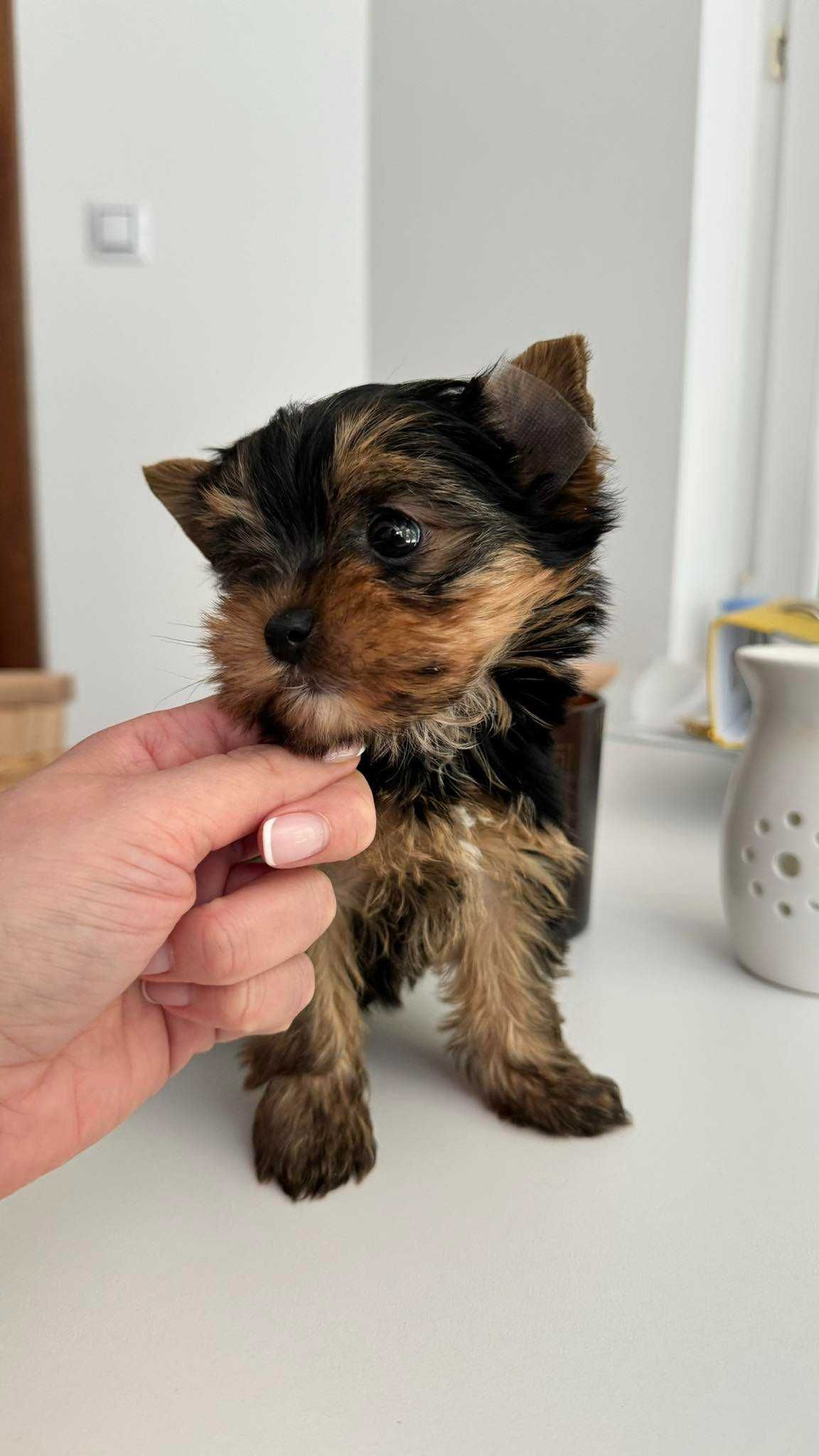 Chłopczyk Yorkshire Terrier Mini z Rodowodem