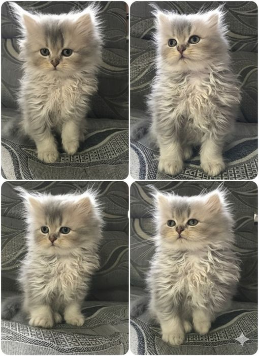 Персидский/Британский/Экзотический котенок (мини-медвежонок)
