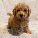 ~~maltipoo F1B~~