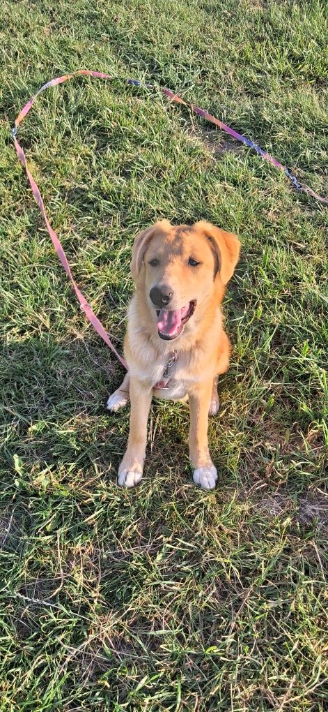 Oddam szczenięta do adopcji mix labradorow