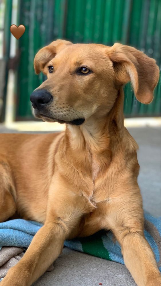 Cão para adoção