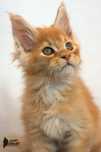 Yogi - Rudy kocurek Maine Coon FPL