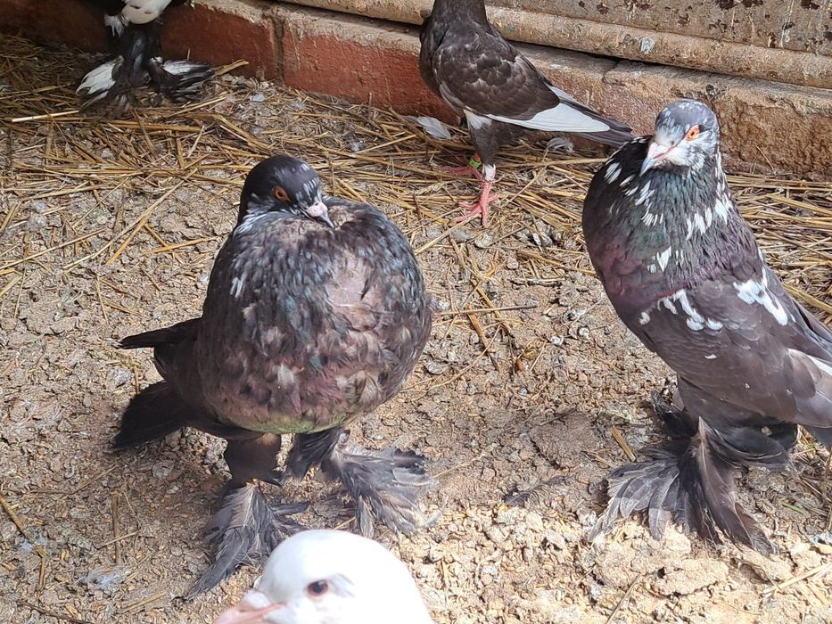 Garlacze pomorskie garlacz pomorski para tigry czarne