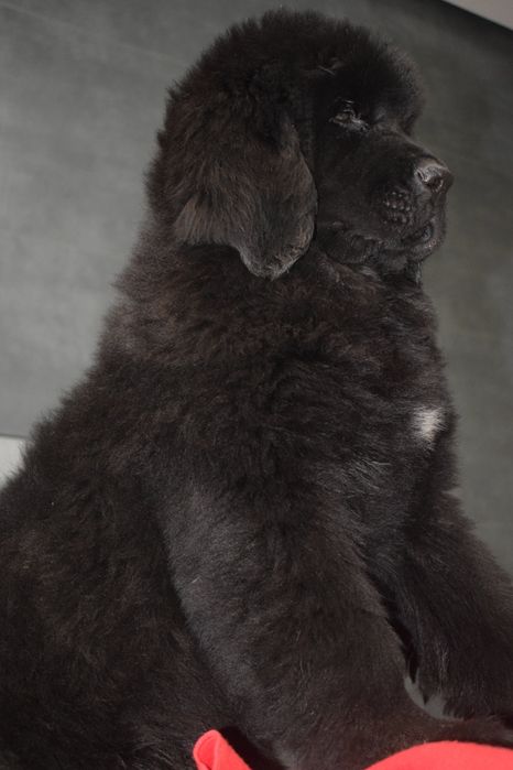 Czarna sunia Nowofundland