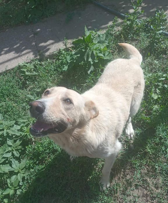 Отдам даром в добрые руки собачек