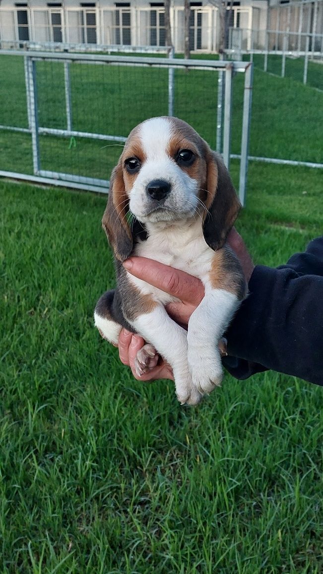 Cachorro Beagle top