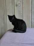Spinel, kocurek do adopcji. Kot, kotek