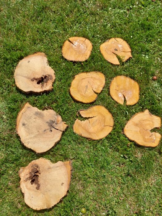 Plastry drewniane jabłoń