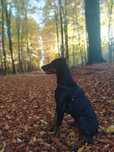 Doberman  do adopcji