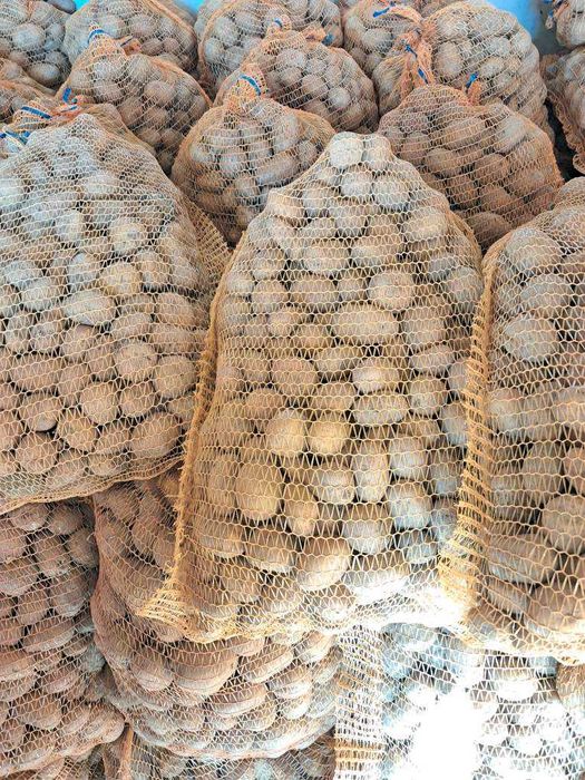 Ziemniaki wielkości sadzeniaka