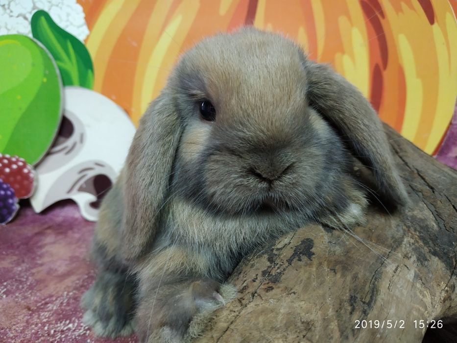 Вислоухий баран NHD