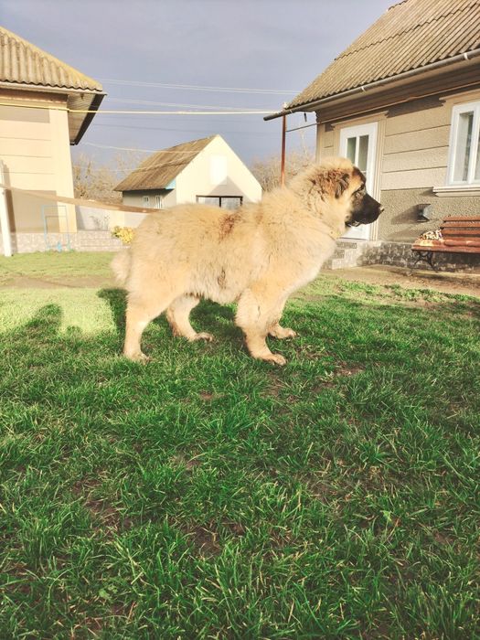 Кавказька вівчарка