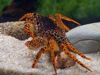 Caranguejo Pantera (Parathelphusa pantherina)